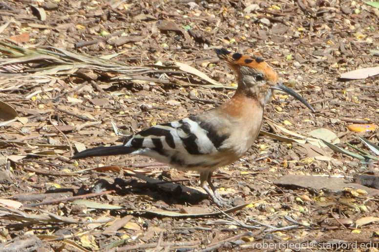 hoopoe